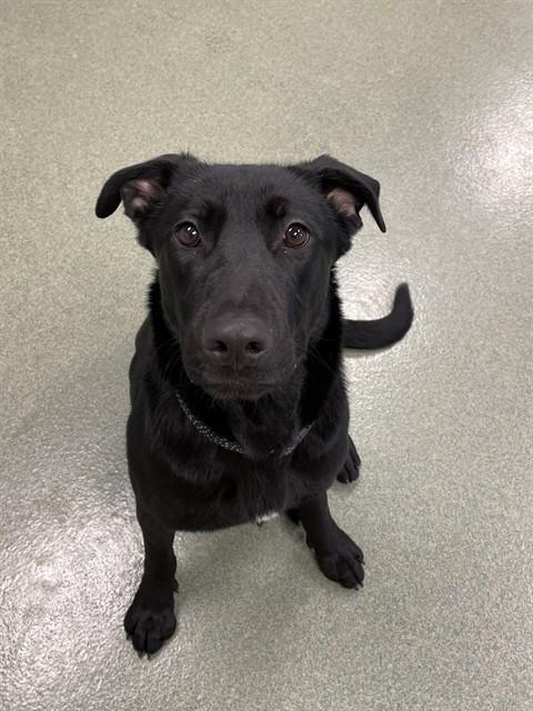 KANGA, Adoptable, Young Female Labrador Retriever & German Shepherd Dog.