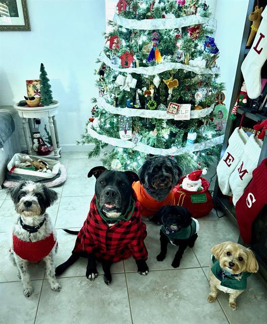 COUNT DOOKU, Adoptable, Adult Male American Bulldog & Mixed Breed.