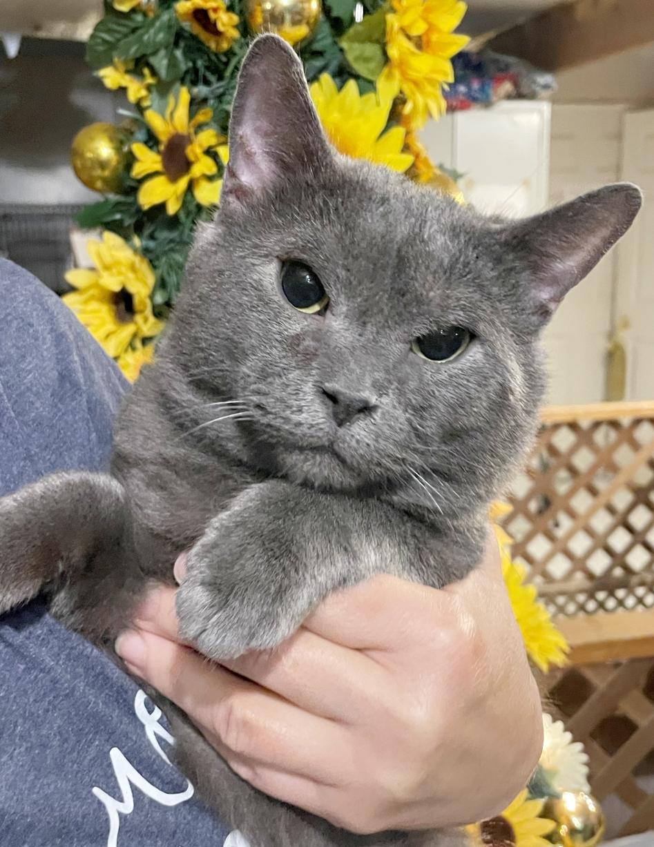 Smokie
