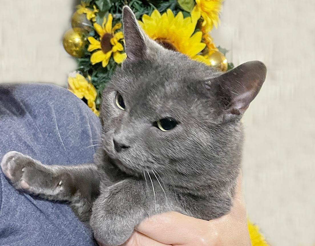 Smokie