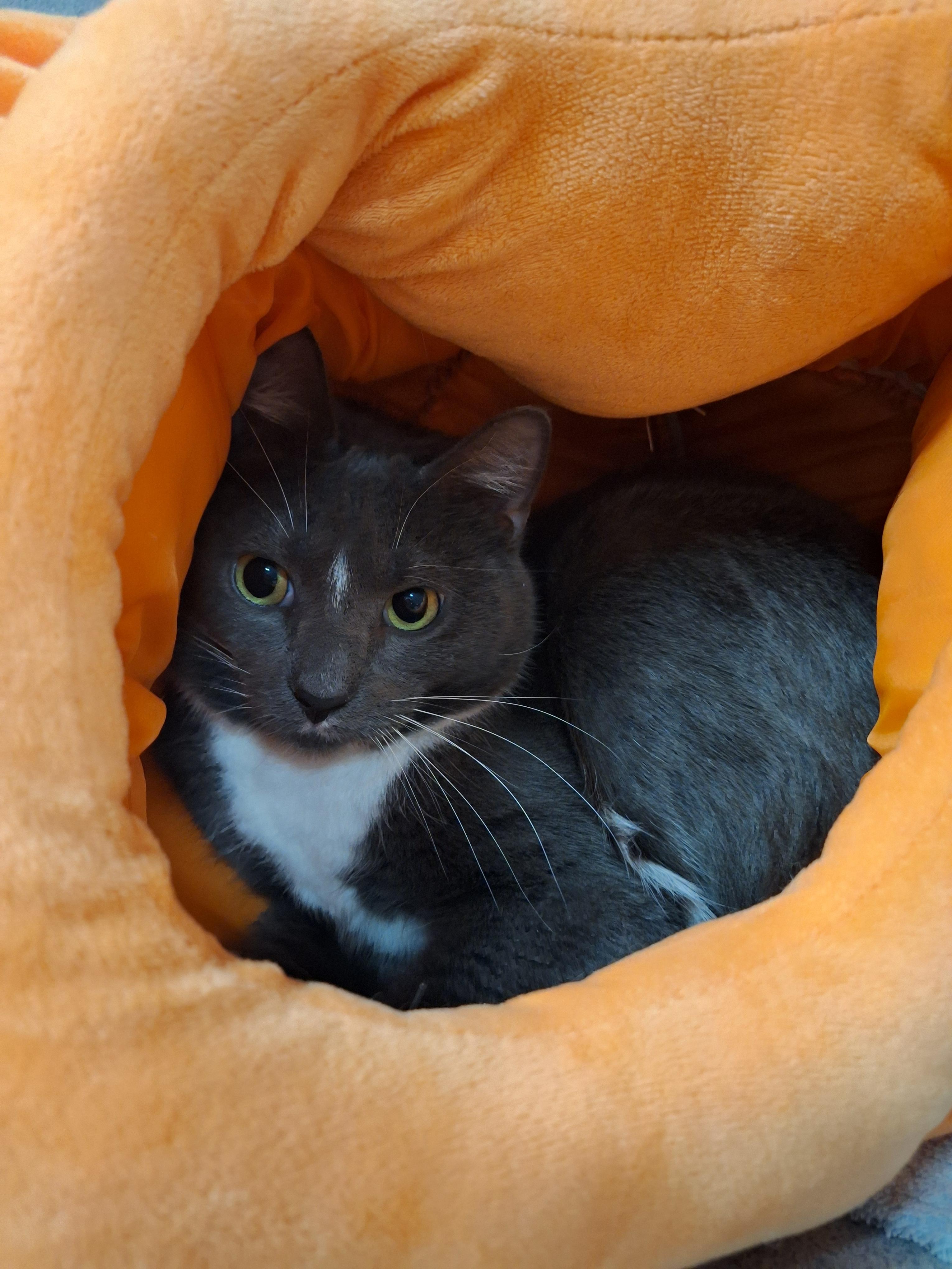 Enlarge James, a Adoptable Domestic Short Hair in Dayton, OH image 1/2