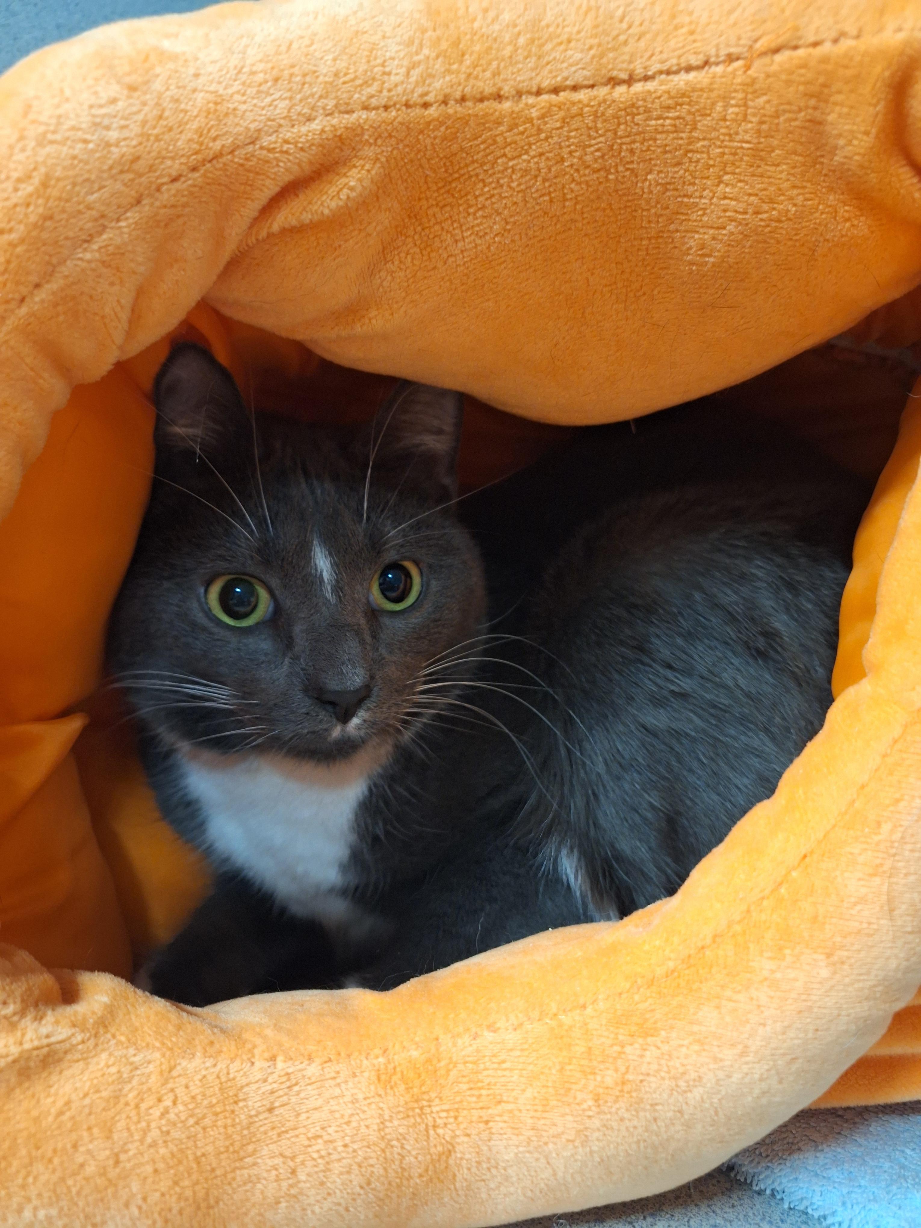 Enlarge James, a Adoptable Domestic Short Hair in Dayton, OH image 2/2