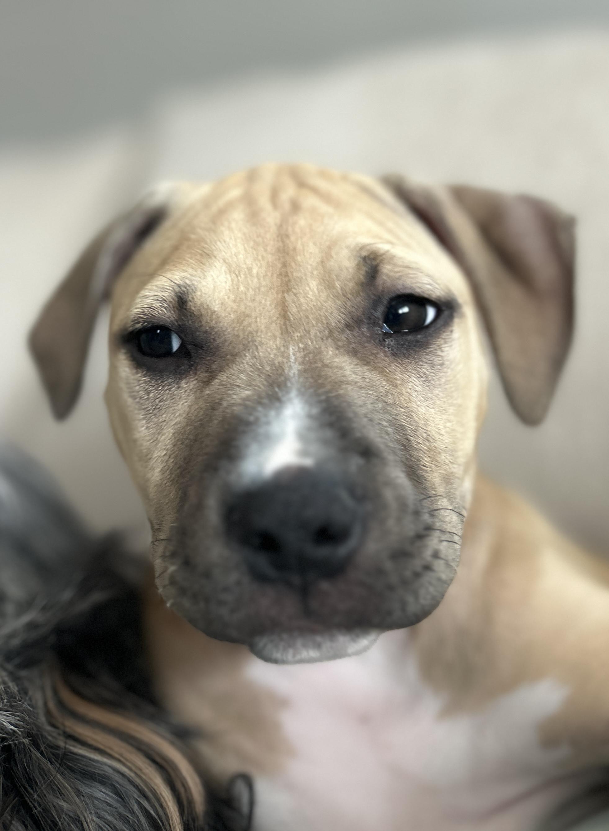 Agnes, ADOPTABLE, Puppy Female Pit Bull Terrier & American Staffordshire Terrier.