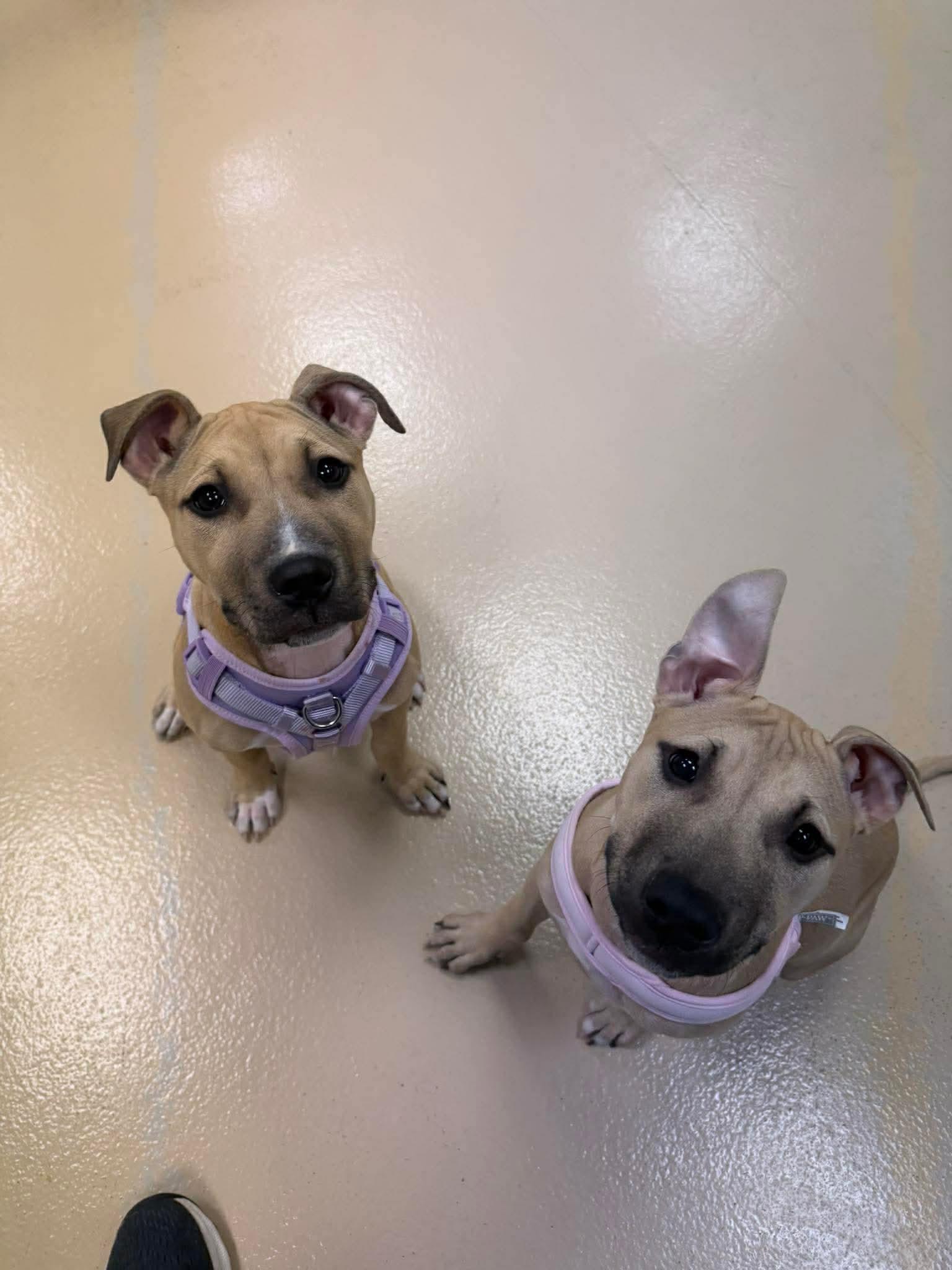 Enlarge Agnes, a ADOPTABLE mixed breed in Oceanport, NJ image 6/6