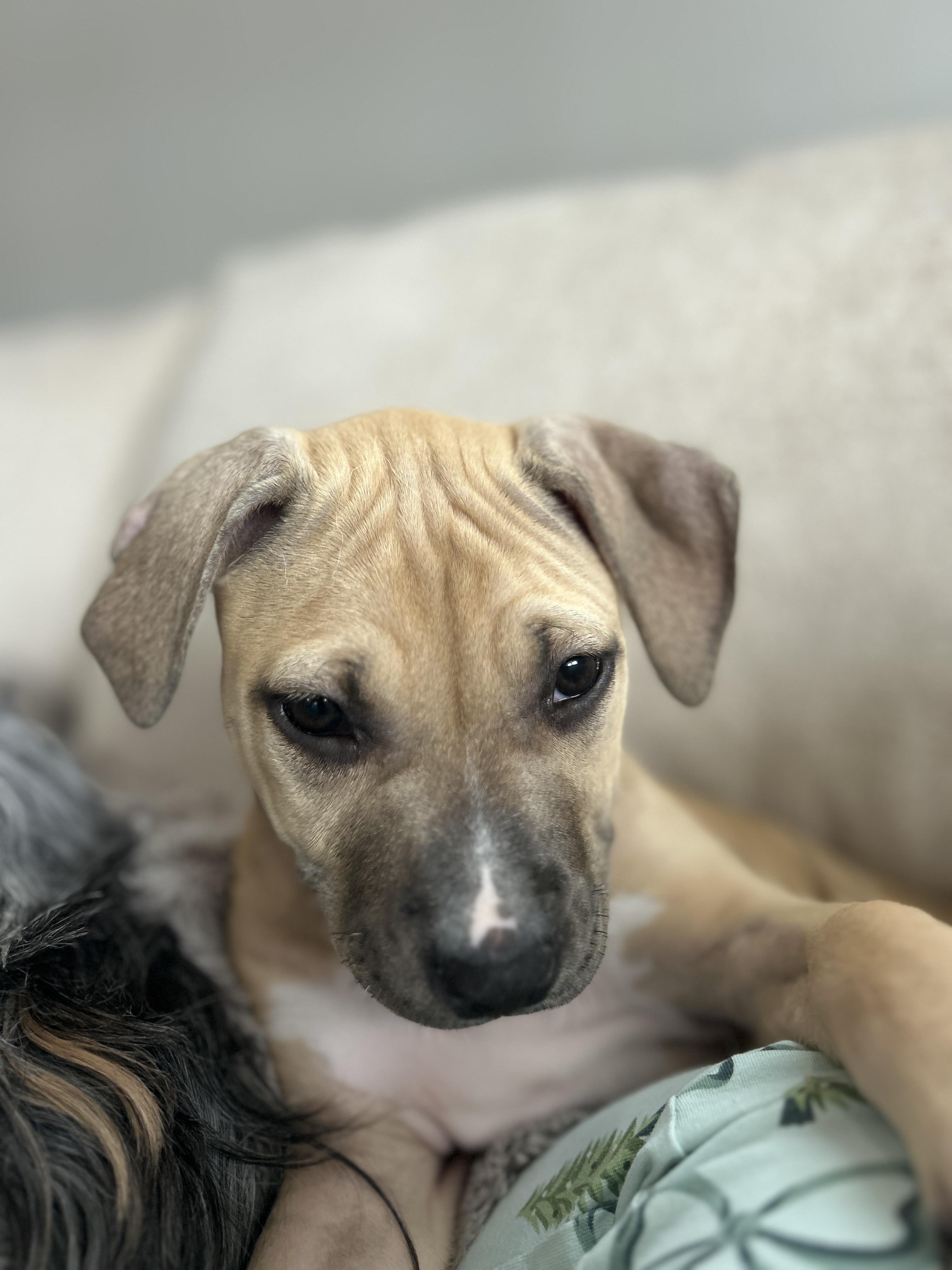 Enlarge Agnes, a ADOPTABLE mixed breed in Oceanport, NJ image 3/4