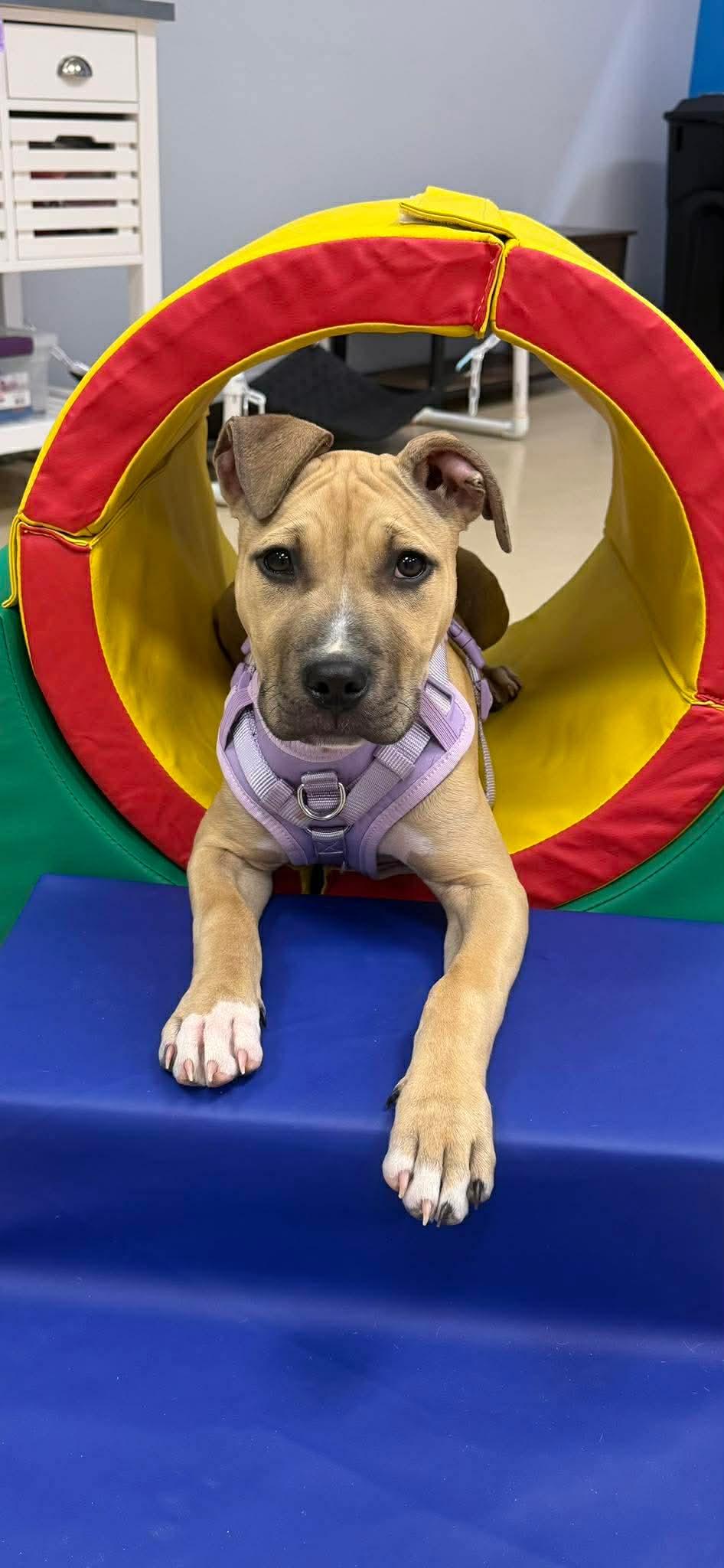Agnes, ADOPTABLE, Puppy Female Pit Bull Terrier & American Staffordshire Terrier.
