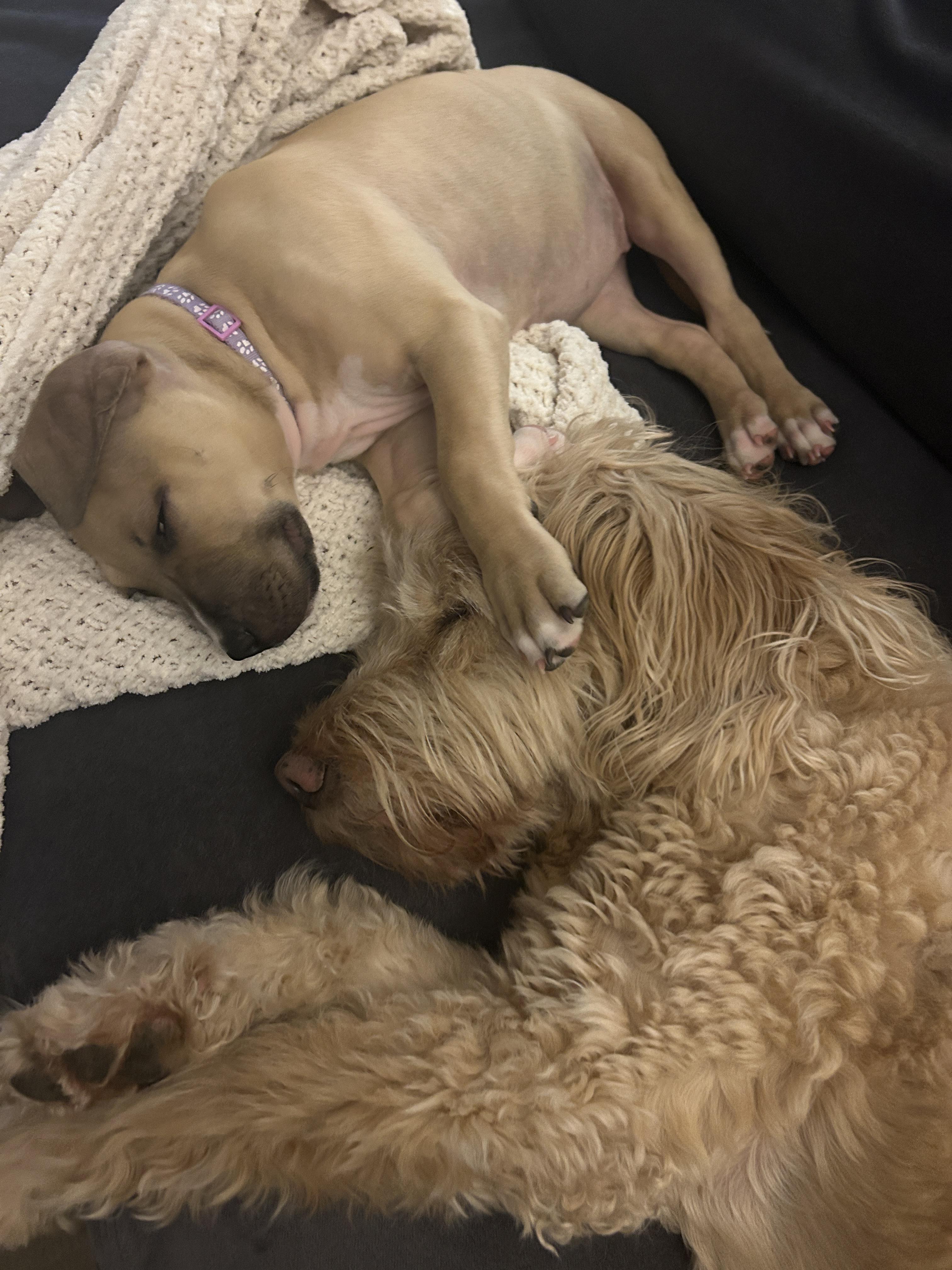 Enlarge Agnes, a ADOPTABLE mixed breed in Oceanport, NJ image 4/4