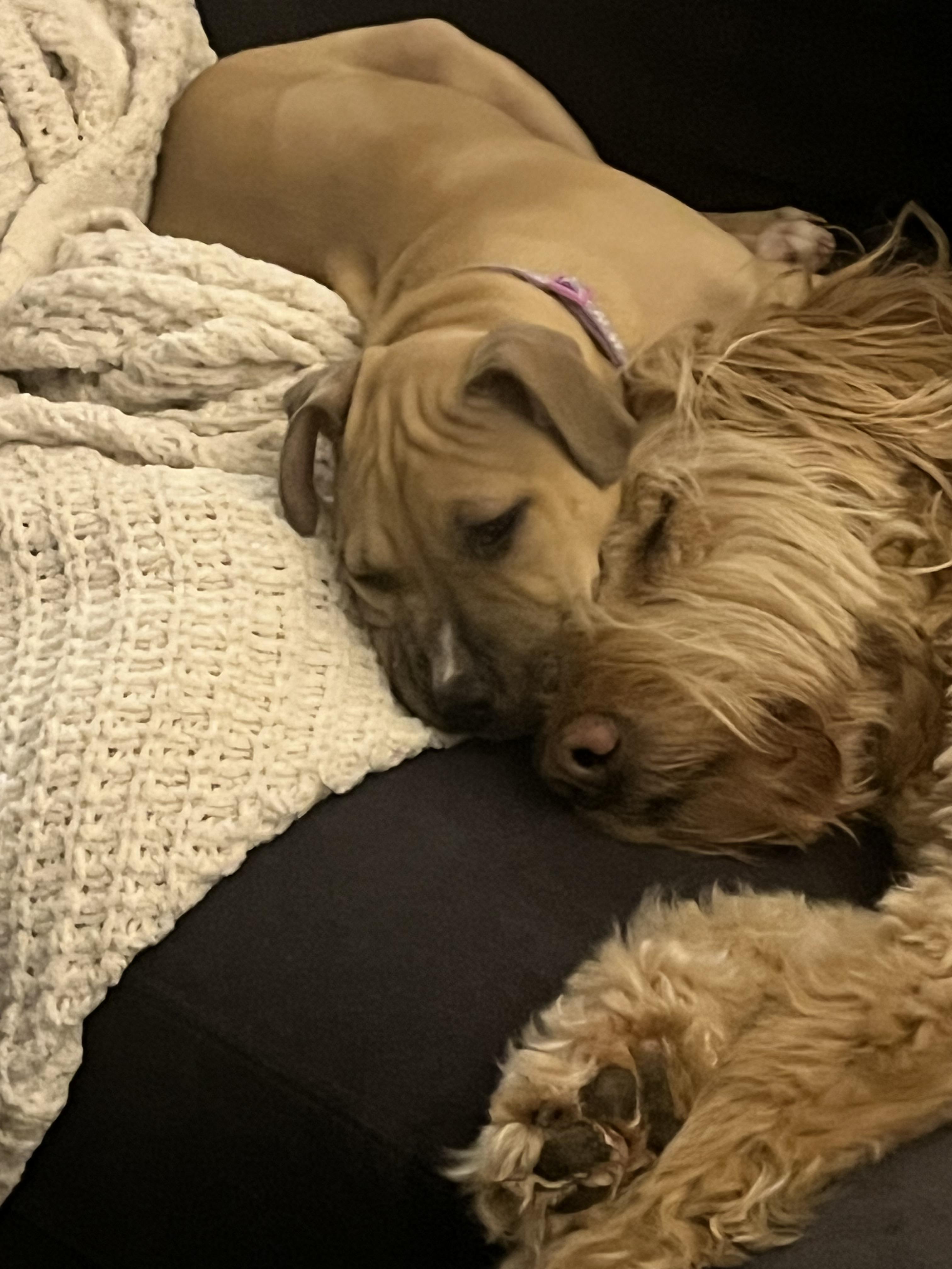 Enlarge Agnes, a ADOPTABLE mixed breed in Oceanport, NJ image 2/4