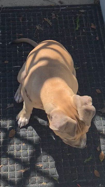 Enlarge Agnes, a ADOPTABLE mixed breed in Oceanport, NJ video 5/6