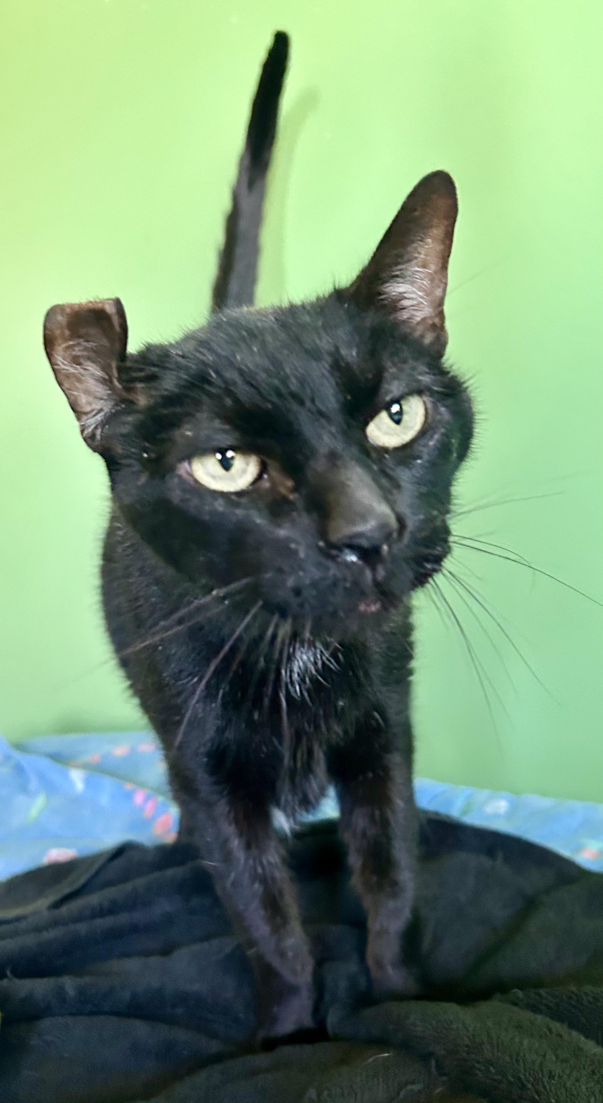 Sam, Adoptable, Senior Male Domestic Short Hair.
