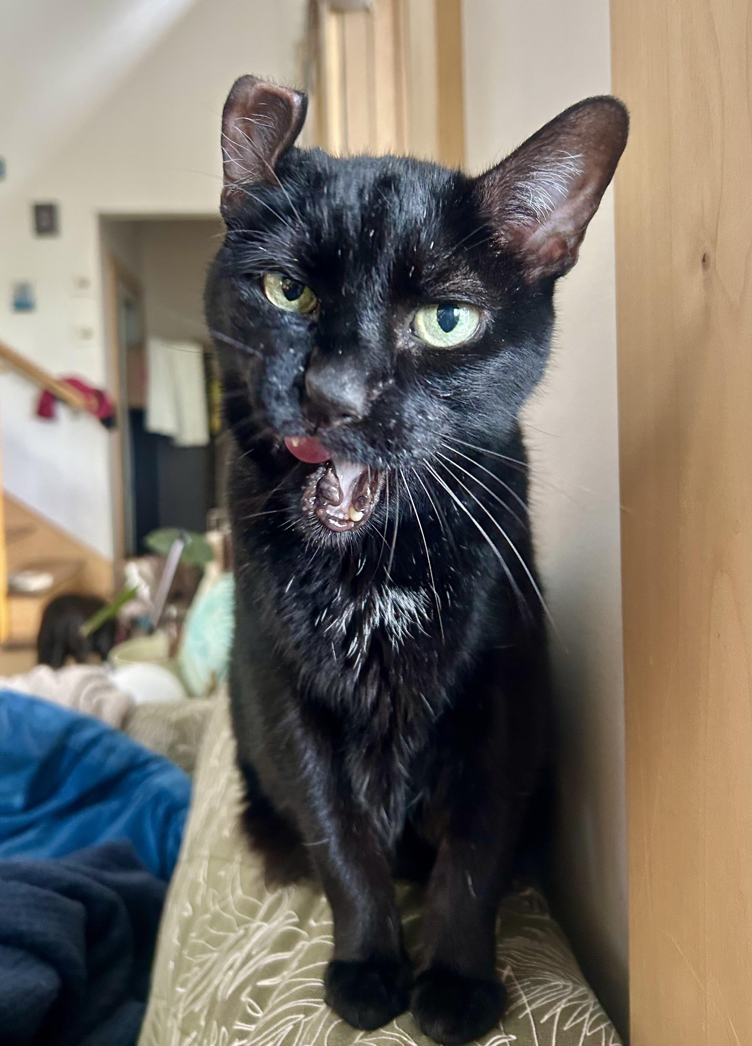 Enlarge Sam, a Adoptable Domestic Short Hair in BLACK MOUNTAIN, NC image 4/4