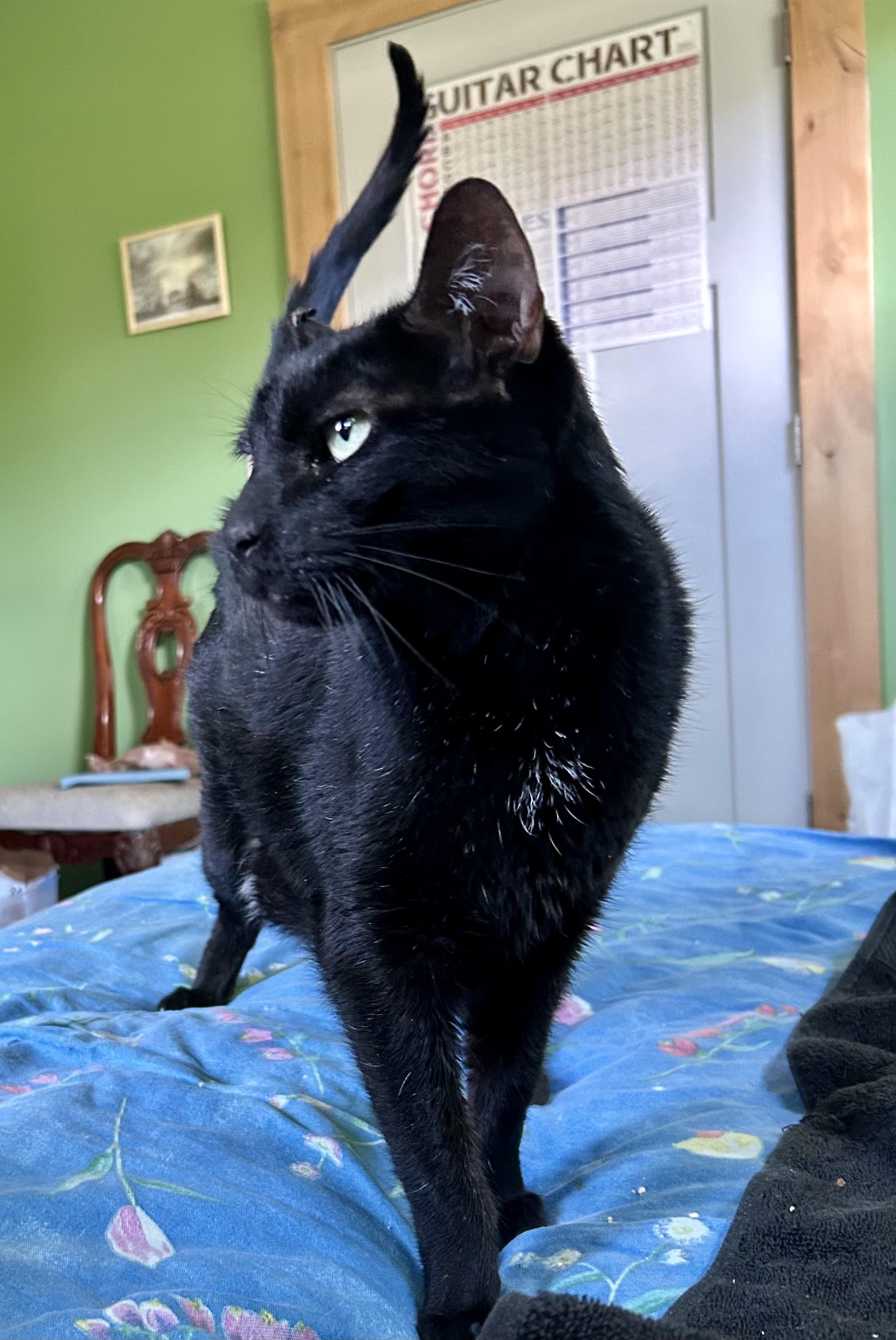 Enlarge Sam, a Adoptable Domestic Short Hair in BLACK MOUNTAIN, NC image 3/4