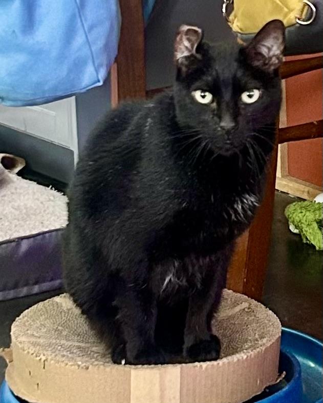 Enlarge Sam, a Adoptable Domestic Short Hair in BLACK MOUNTAIN, NC image 2/4