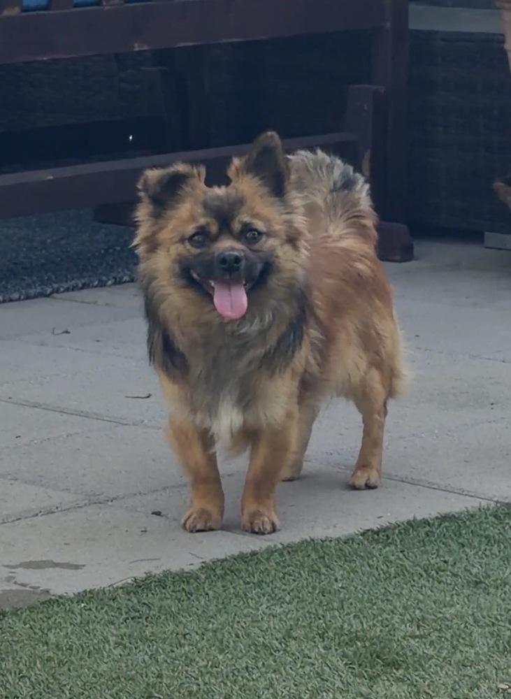 Enlarge Cupid, a Adoptable mixed breed in Canyon Country, CA image 1/1