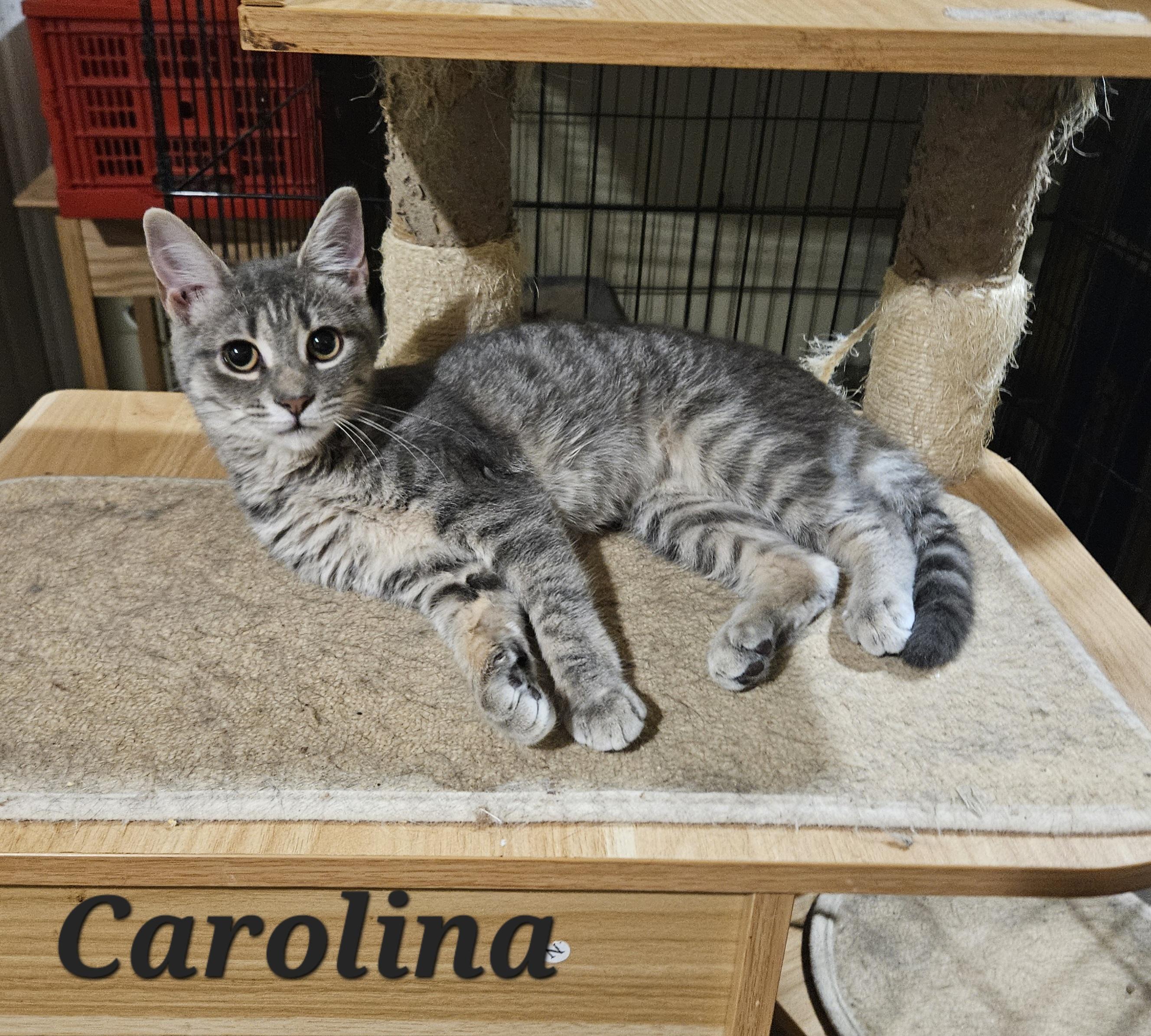 Carolina , ADOPTABLE, Young Female Domestic Short Hair.