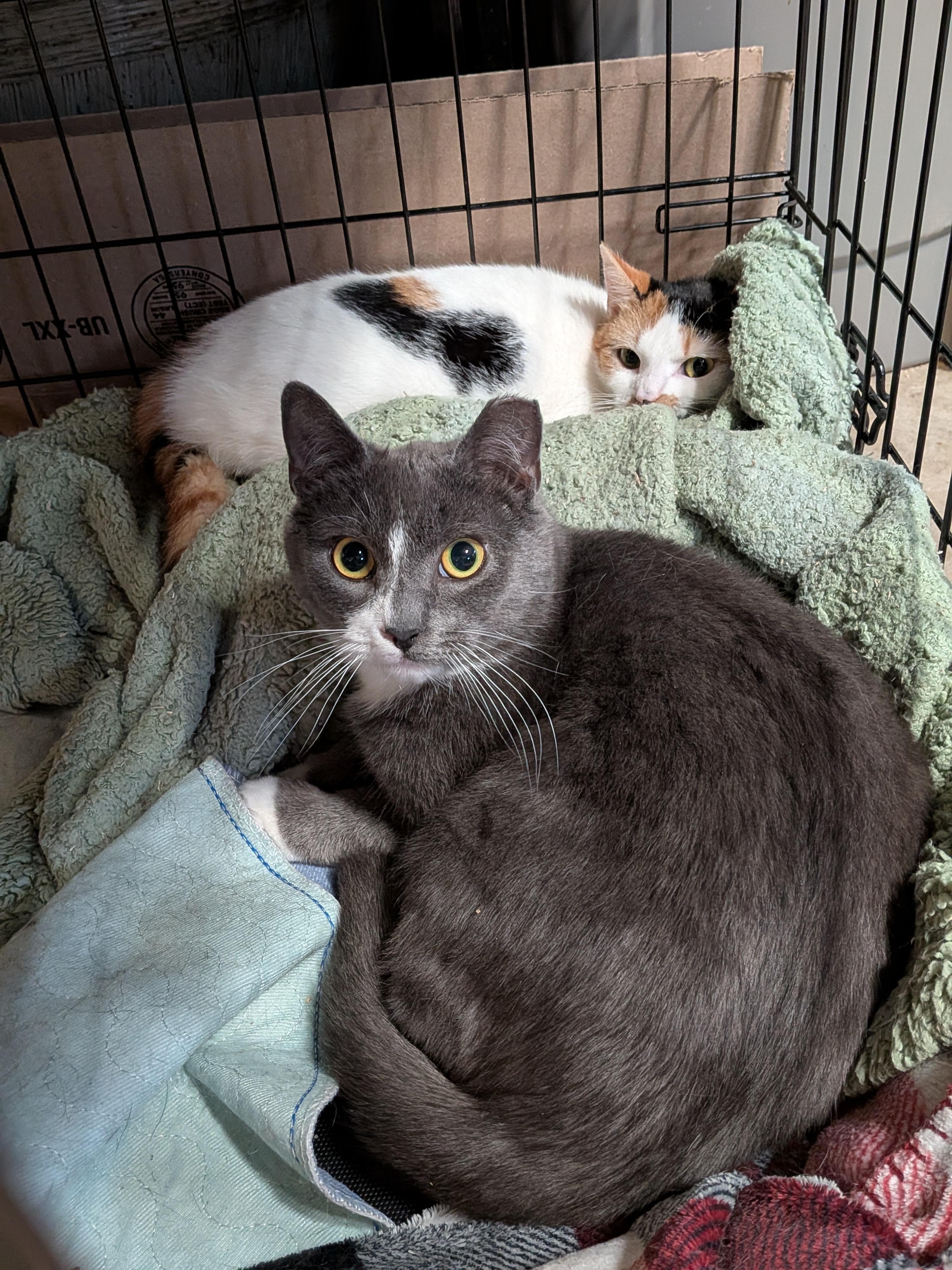 Enlarge Katniss (Bonded Pair with Peeta), a ADOPTABLE Calico in Newburgh, NY image 5/6