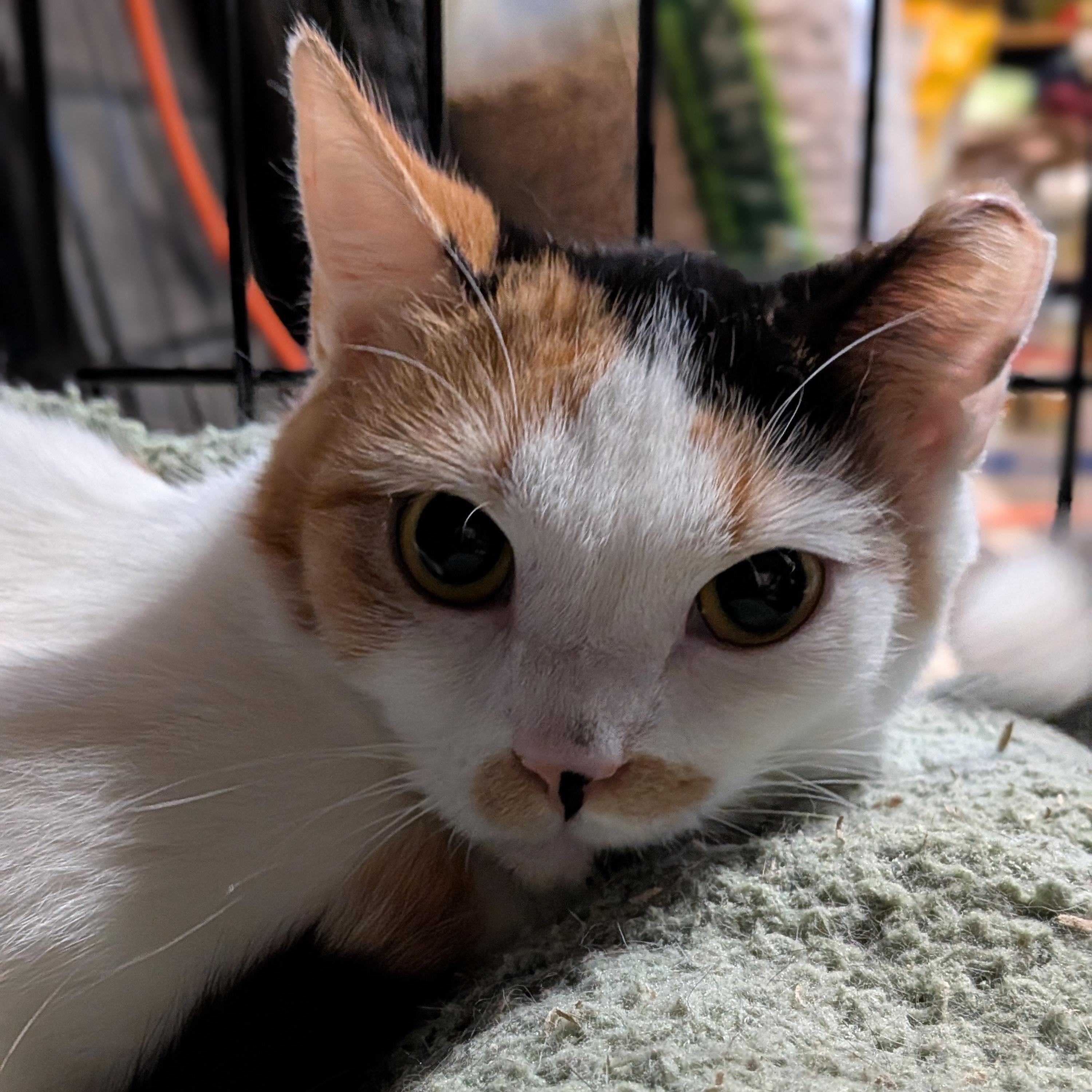 Enlarge Katniss (Bonded Pair with Peeta), a ADOPTABLE Calico in Newburgh, NY image 1/6