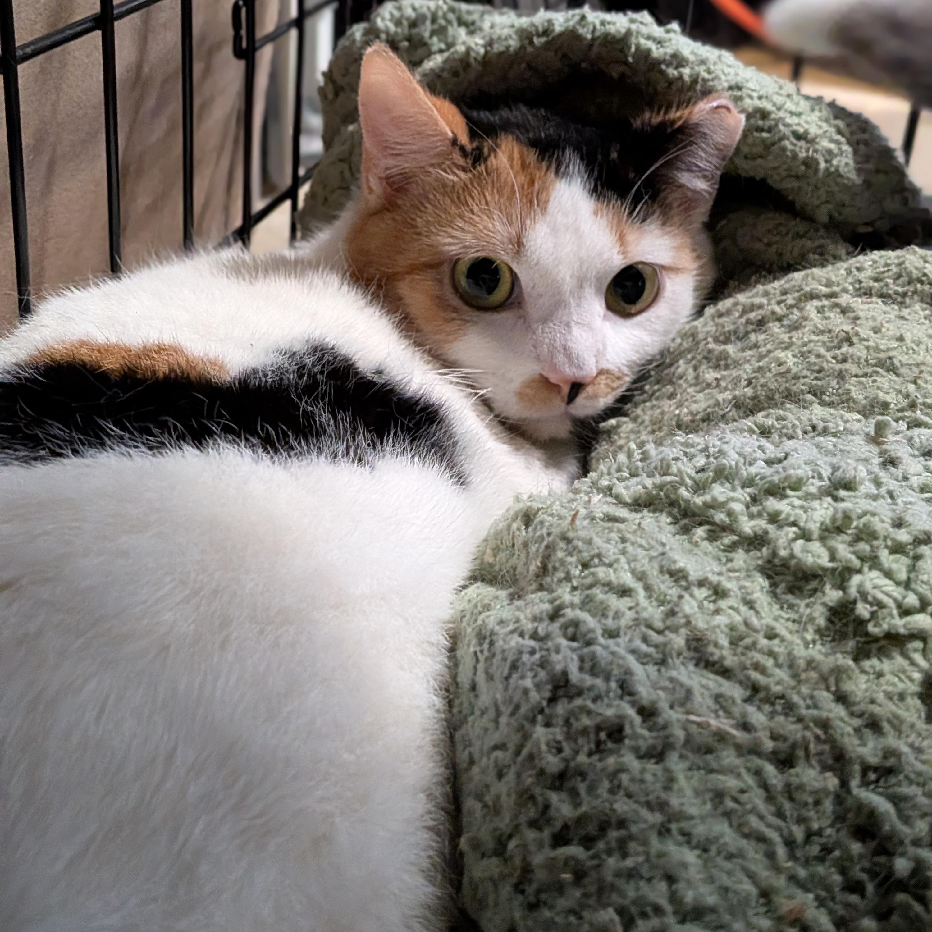 Enlarge Katniss (Bonded Pair with Peeta), a ADOPTABLE Calico in Newburgh, NY image 4/6
