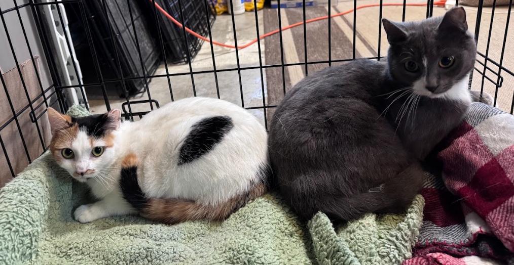 Enlarge Katniss (Bonded Pair with Peeta), a ADOPTABLE Calico in Newburgh, NY image 3/6