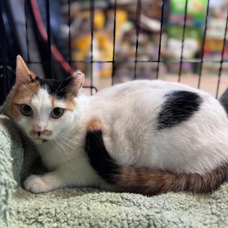 Enlarge Katniss (Bonded Pair with Peeta), a ADOPTABLE Calico in Newburgh, NY image 2/6