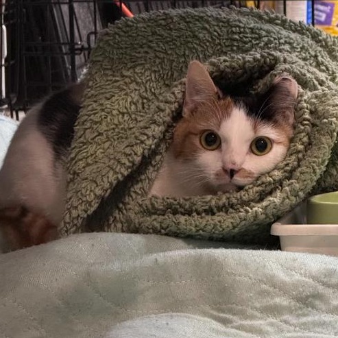 Enlarge Katniss (Bonded Pair with Peeta), a ADOPTABLE Calico in Newburgh, NY image 6/6