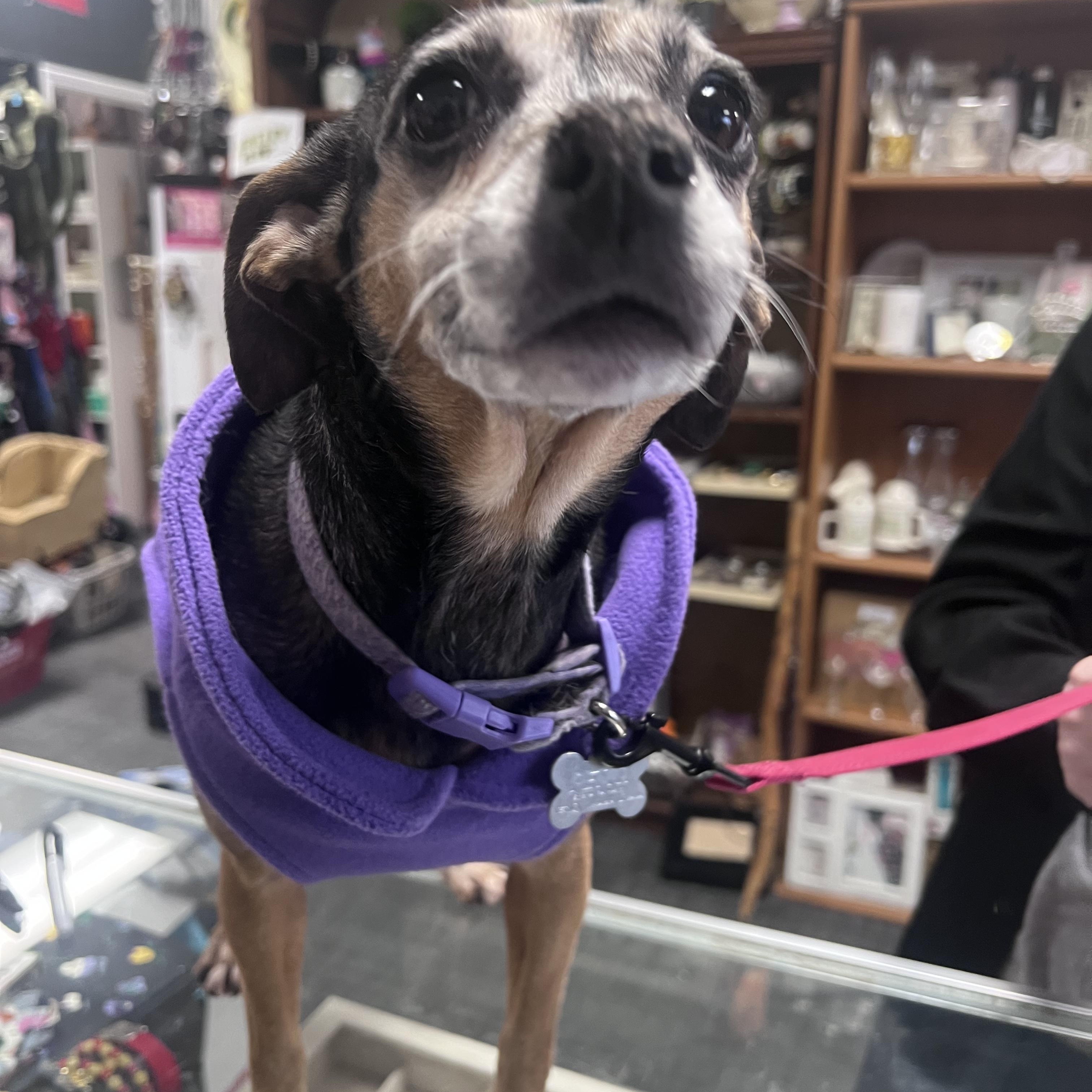 Sugar, Adoptable, Adult Female Terrier.