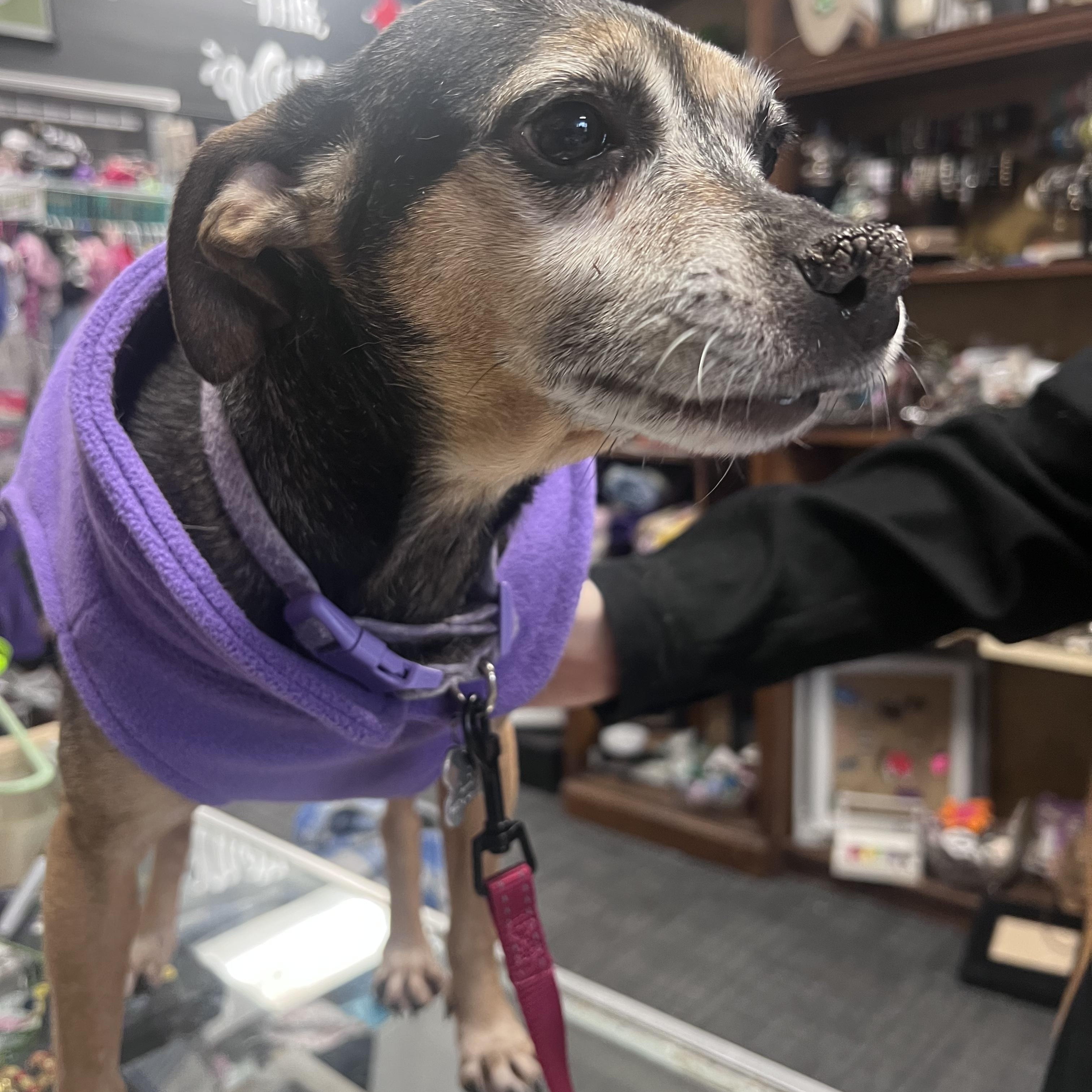 Sugar, a Adoptable mixed breed in Broken Arrow, OK image 2/3