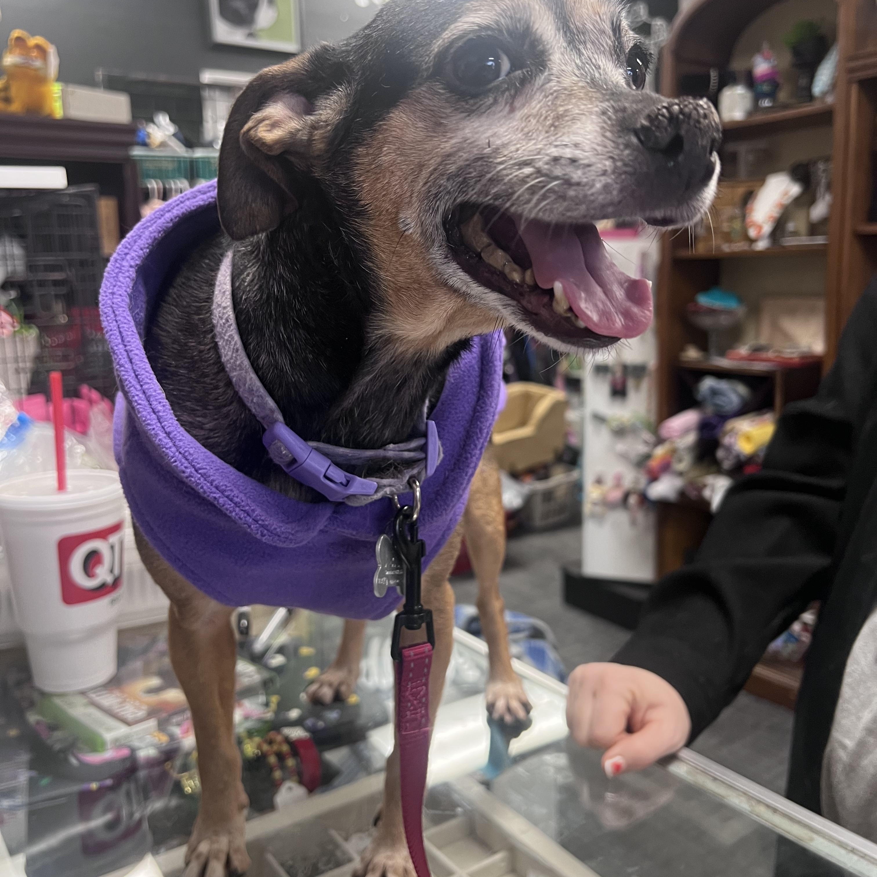 Sugar, a Adoptable mixed breed in Broken Arrow, OK image 3/3