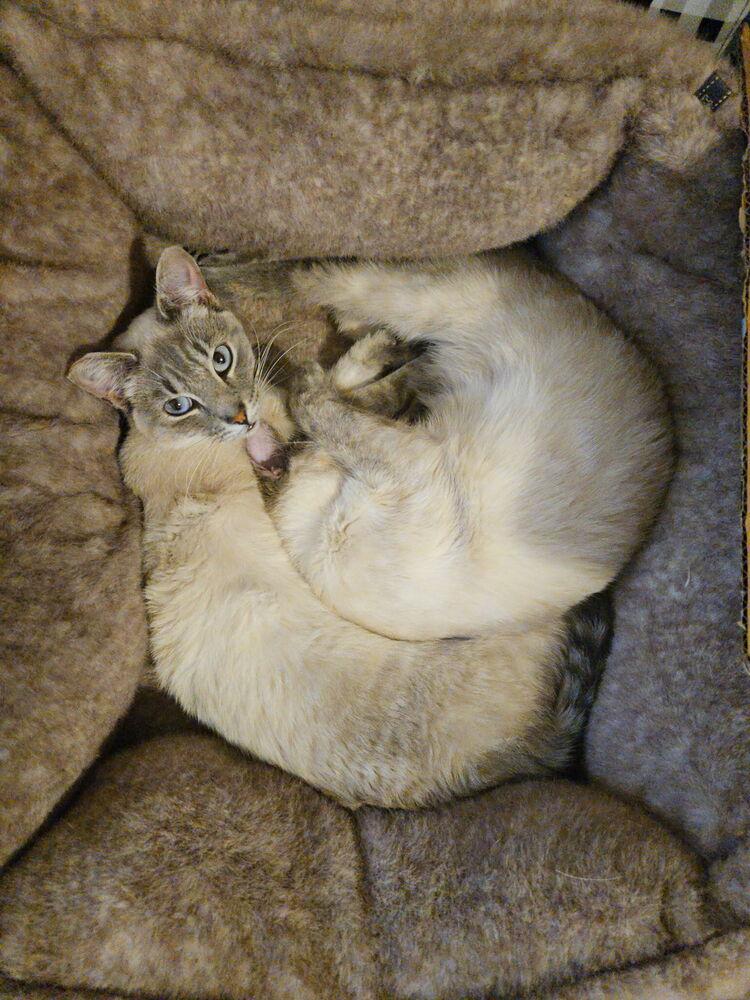 Kimmie & Kara (bonded pair), Adoptable, Young Female Siamese.