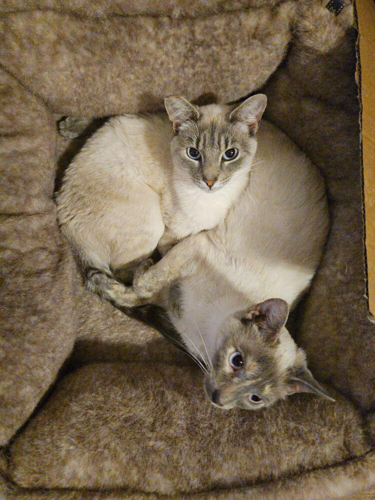 Enlarge Kimmie & Kara (bonded pair), a Adoptable mixed breed in Plumerville, AR image 2/2