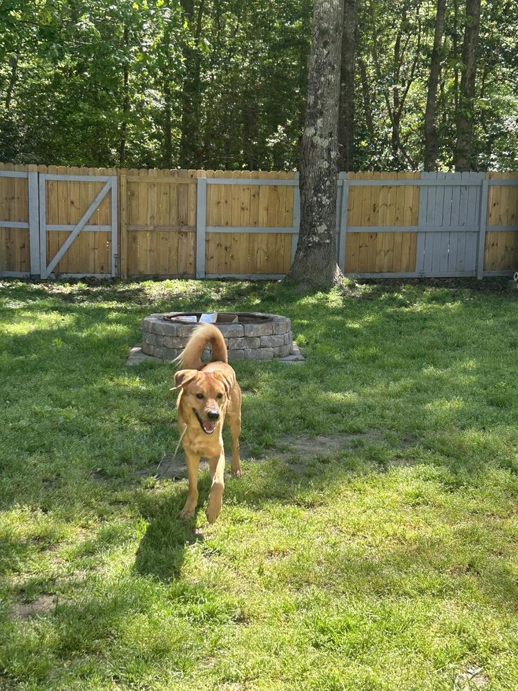 Lotto, Adoptable, Young Male Labrador Retriever & Golden Retriever.