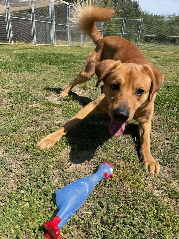 Enlarge Lotto, a Adoptable mixed breed in Dutton, VA image 2/2