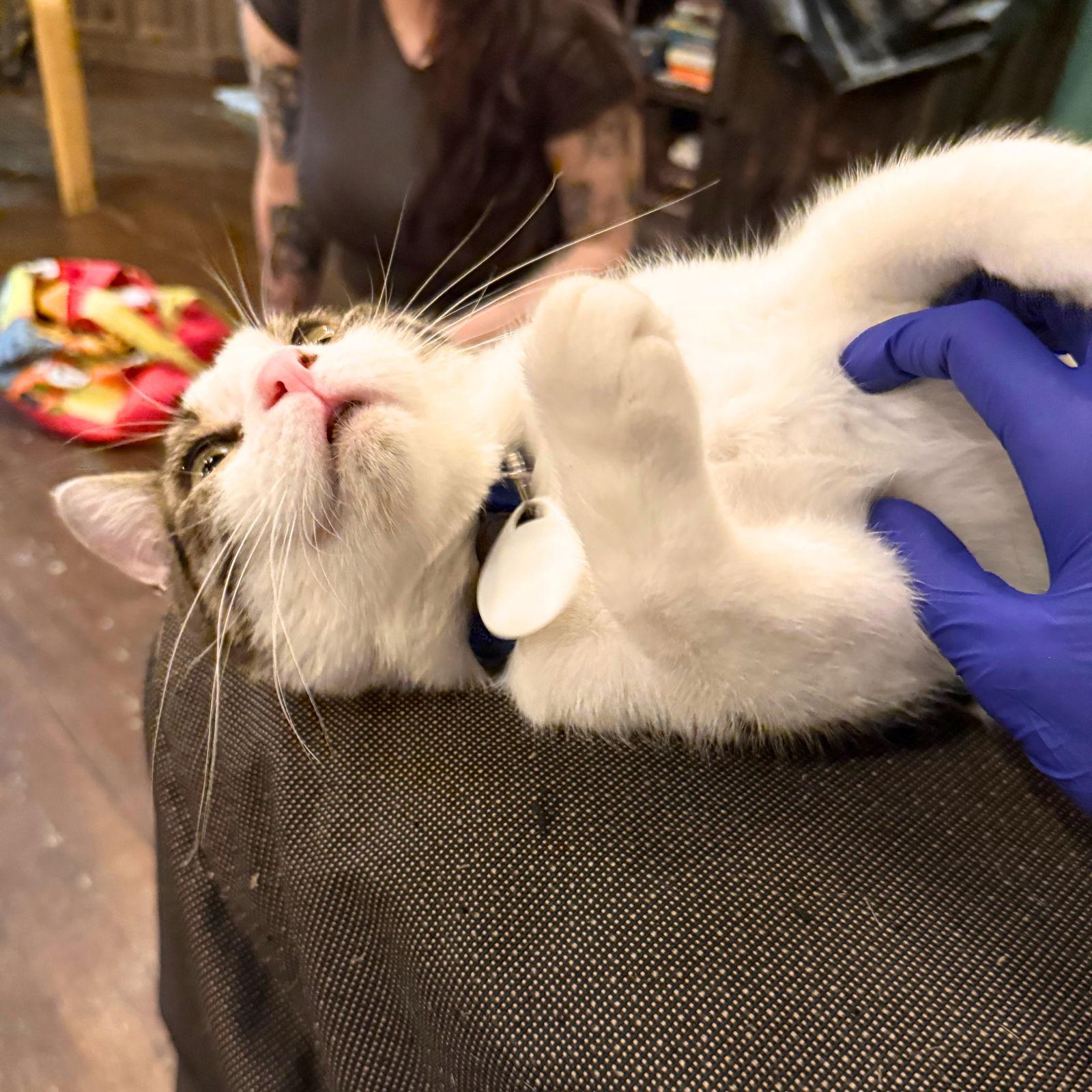 Enlarge Blue, a Adopted Domestic Short Hair in Brooklyn, NY image 1/3