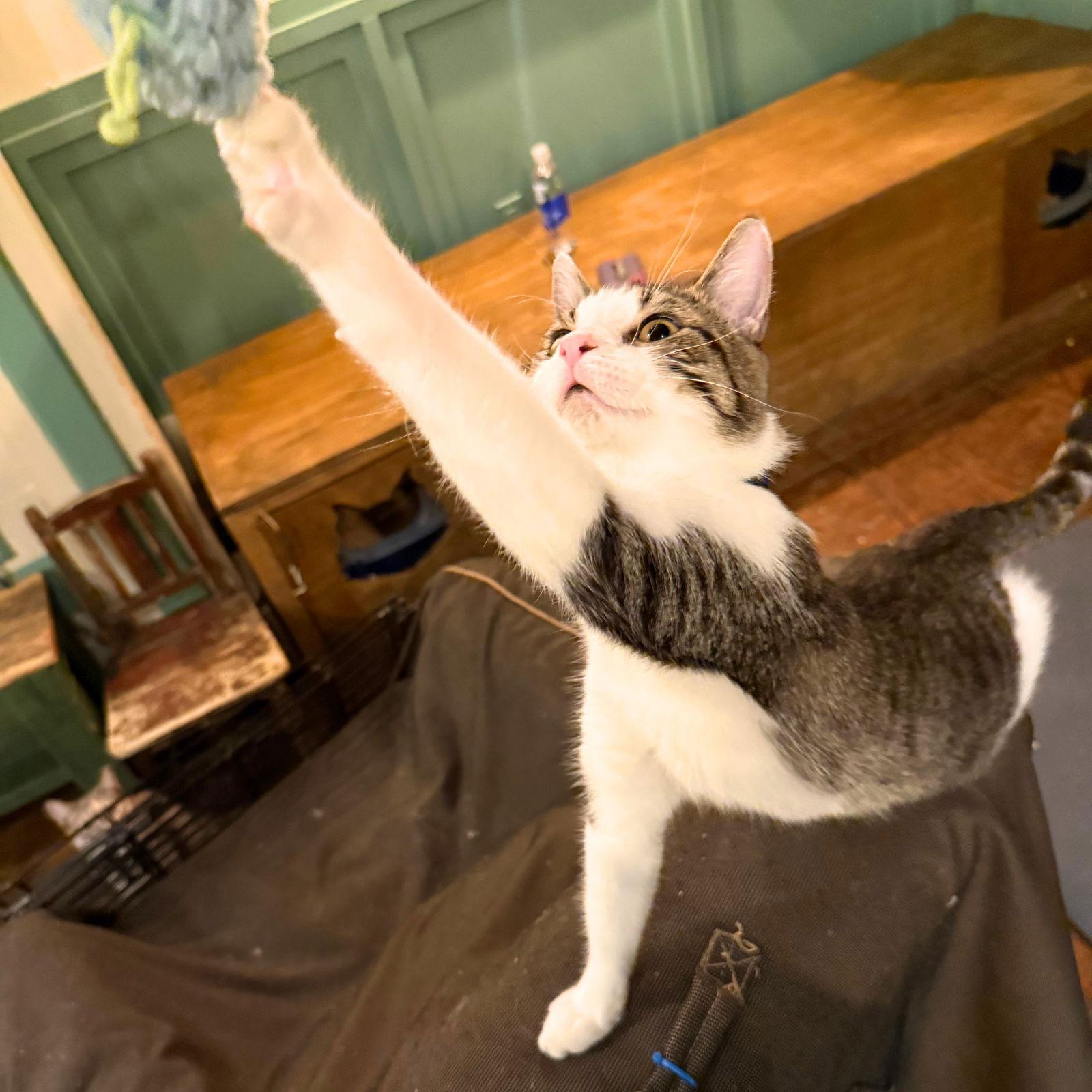 Enlarge Blue, a Adopted Domestic Short Hair in Brooklyn, NY image 2/3