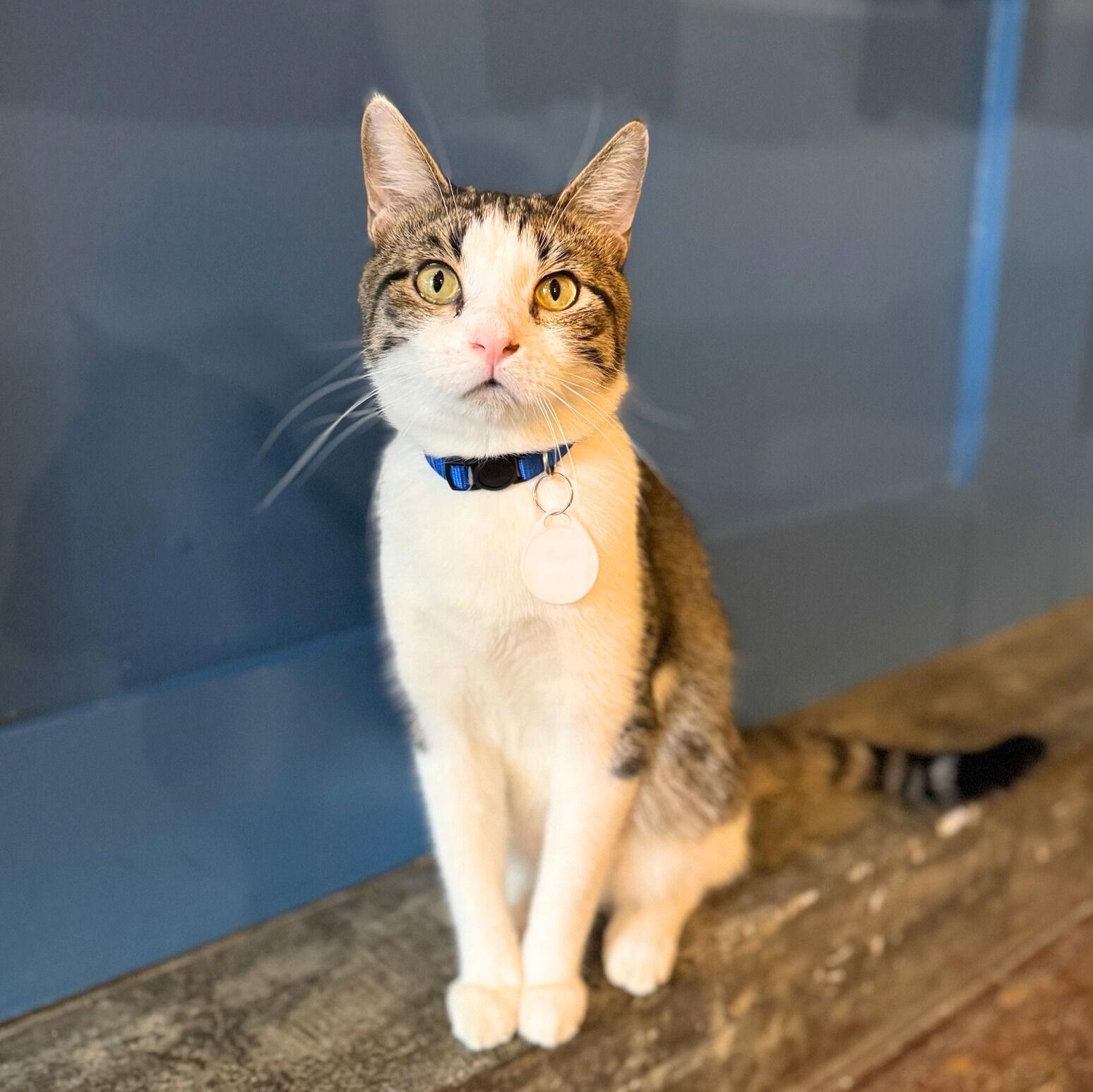 Enlarge Blue, a Adopted Domestic Short Hair in Brooklyn, NY image 3/3