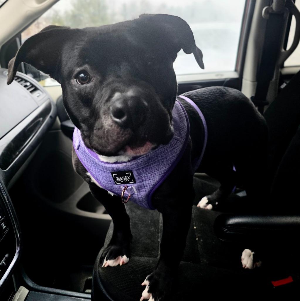 Stella, Adopted, Young Female Pit Bull Terrier.