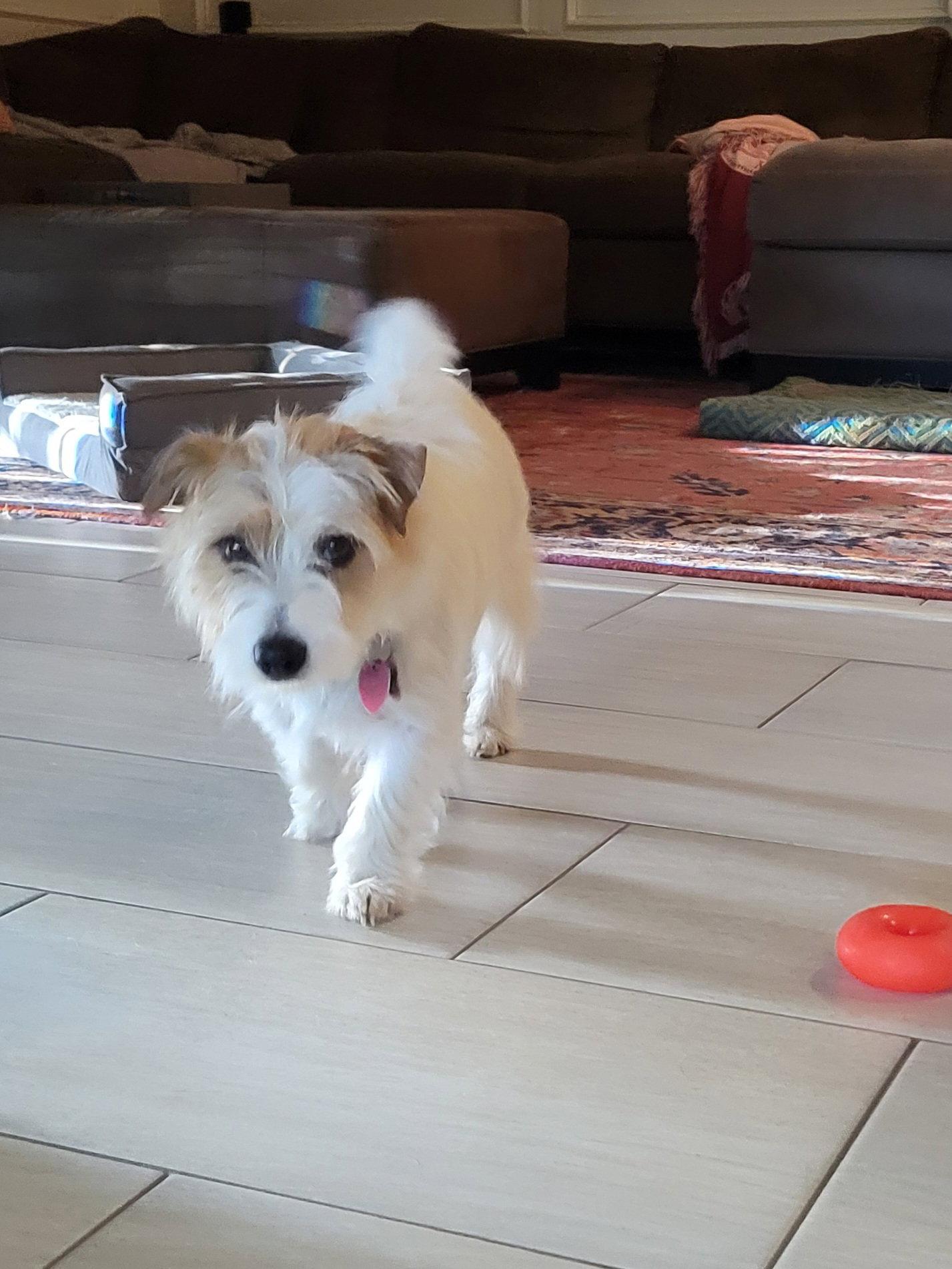 Enlarge Zippy, a Adopted Jack Russell Terrier in Euless, TX image 1/3