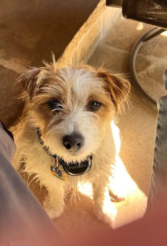 Enlarge Zippy, a Adopted Jack Russell Terrier in Euless, TX image 2/3
