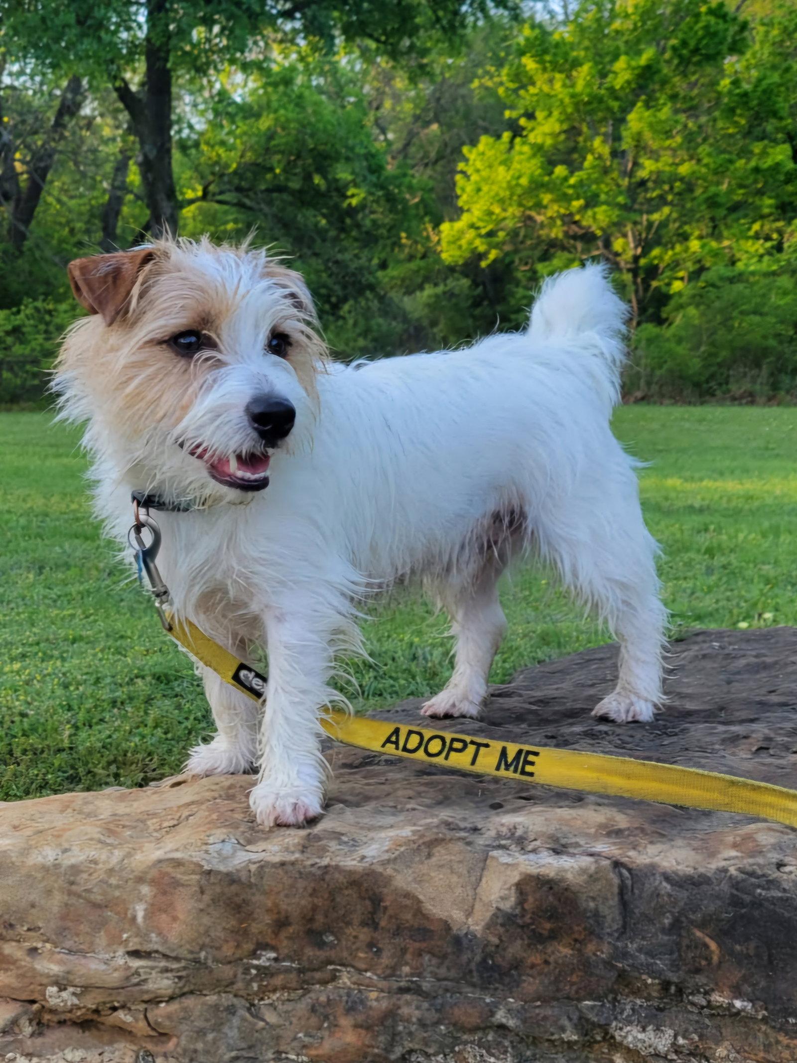 Enlarge Zippy, a Adopted Jack Russell Terrier in Euless, TX image 3/3