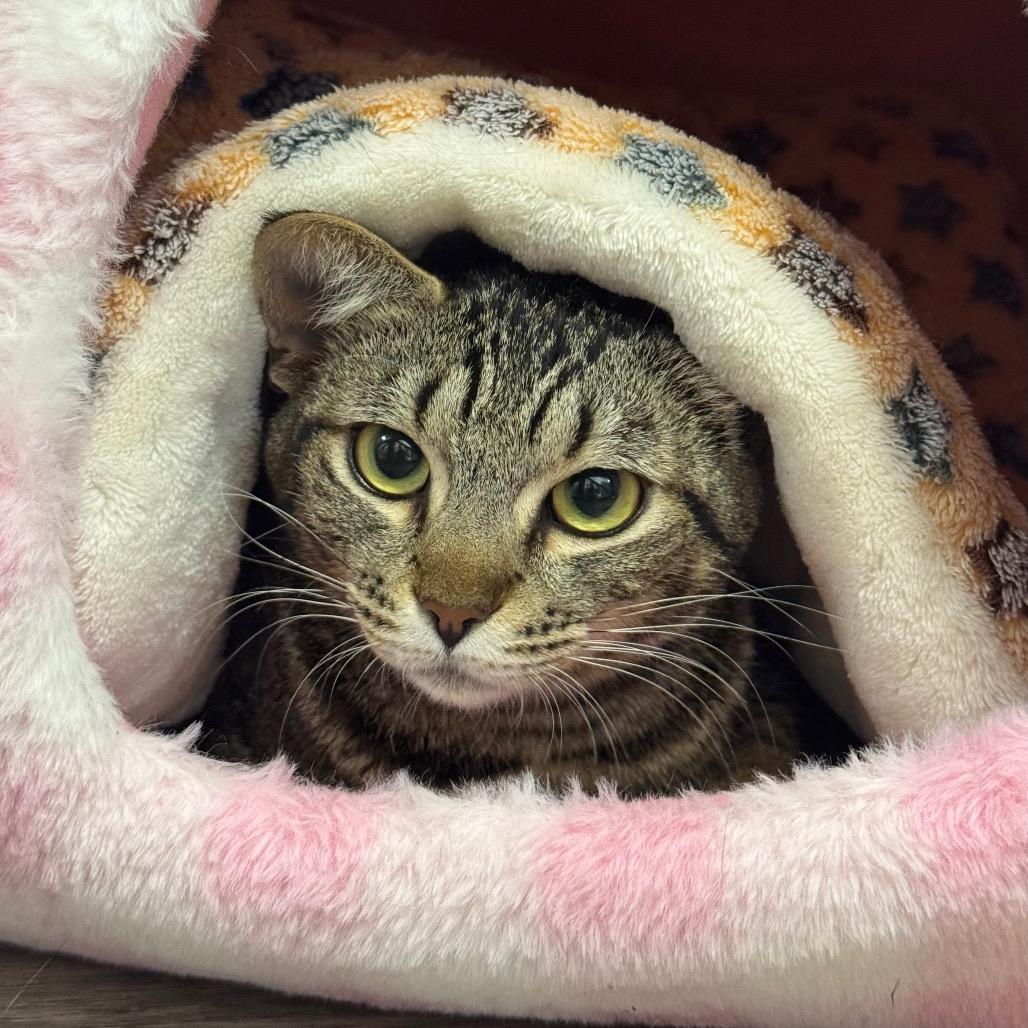 Roze, Adoptable, Young Female Domestic Short Hair.