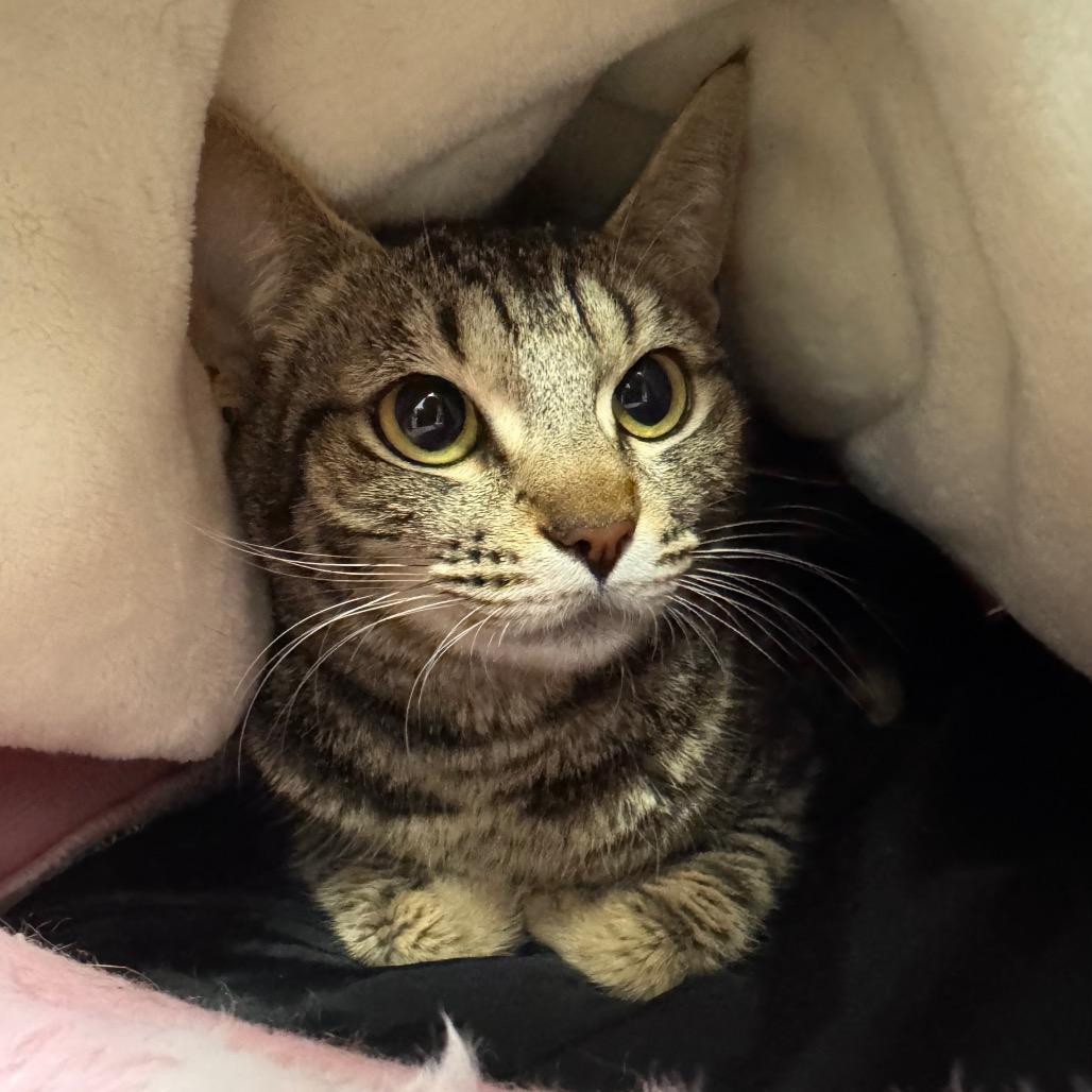 Enlarge Roze, a Adoptable Domestic Short Hair in Port Angeles, WA image 2/6