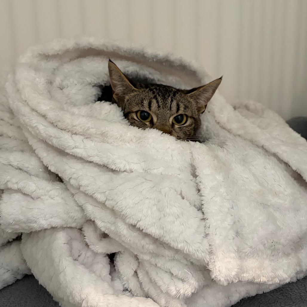 Enlarge Roze, a Adoptable Domestic Short Hair in Port Angeles, WA image 3/6