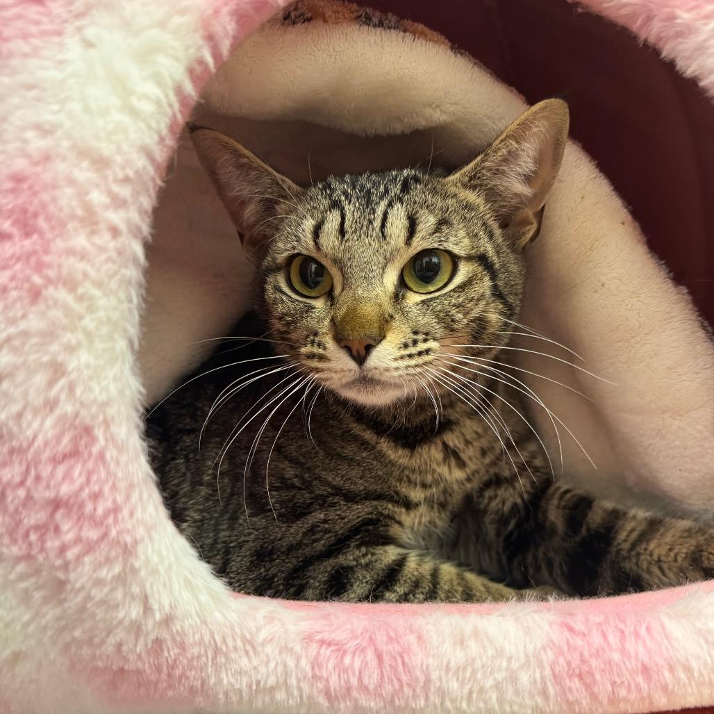 Enlarge Roze, a Adoptable Domestic Short Hair in Port Angeles, WA image 4/6