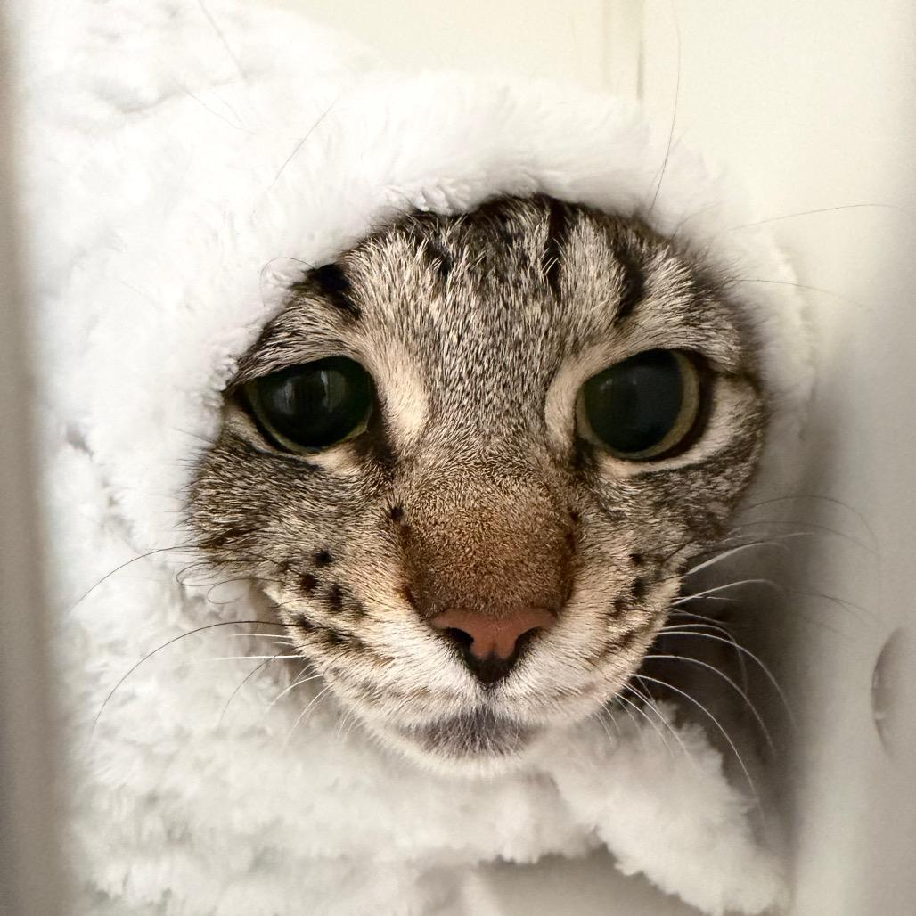 Enlarge Roze, a Adoptable Domestic Short Hair in Port Angeles, WA image 5/6