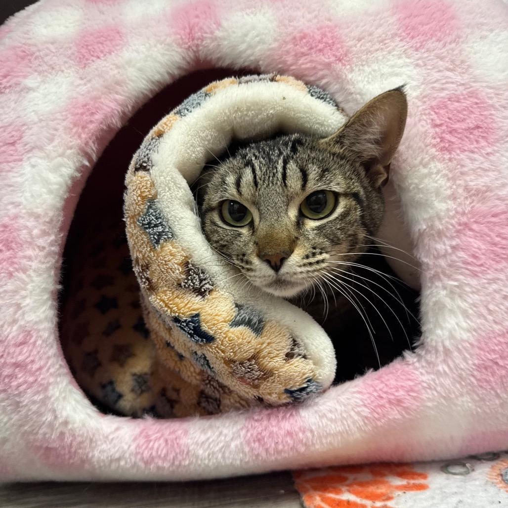 Enlarge Roze, a Adoptable Domestic Short Hair in Port Angeles, WA image 6/6