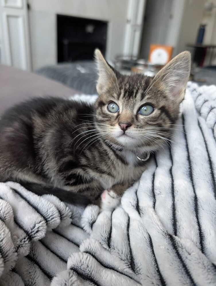 Frieza, Adoptable, Kitten Female Domestic Medium Hair.