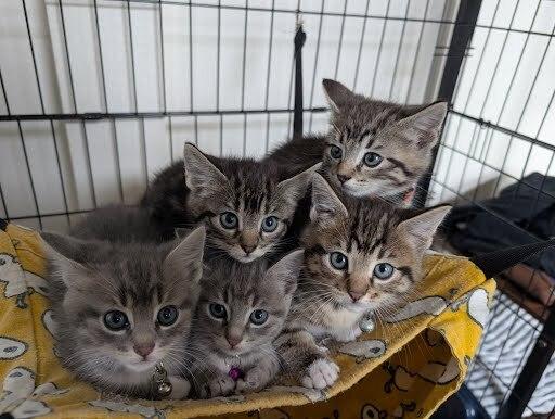 Enlarge Frieza, a Adoptable mixed breed in Pacifica, CA image 2/4