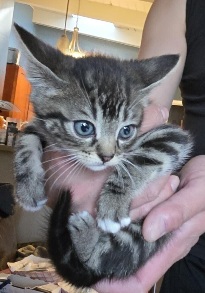 Enlarge Frieza, a Adoptable mixed breed in Pacifica, CA image 3/4