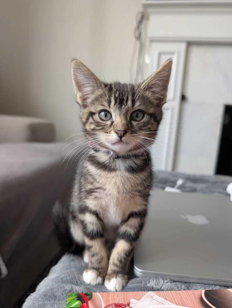 Enlarge Frieza, a Adoptable mixed breed in Pacifica, CA image 4/4