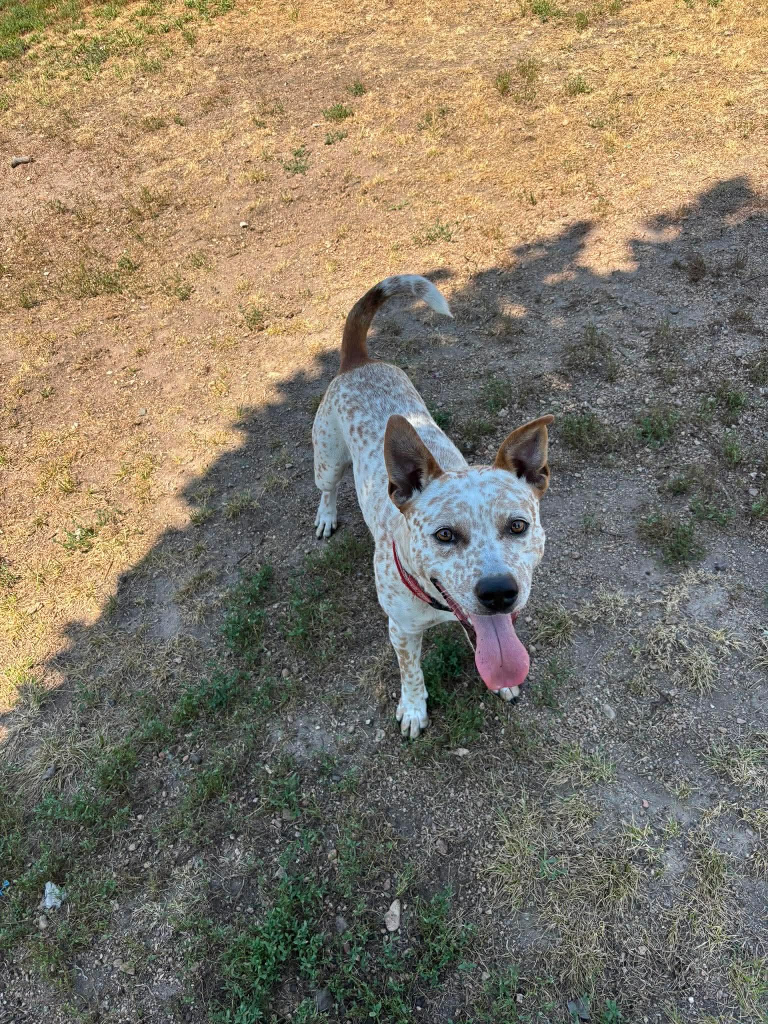 Freckles, a ADOPTABLE mixed breed in ONeill, NE image 1/2